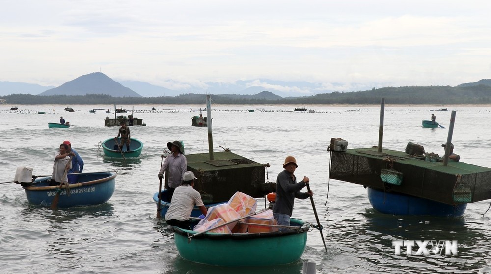 Ứng phó với bão số 4: Ngư dân Phú Yên khẩn trương di chuyển lồng nuôi thủy sản đến nơi an toàn