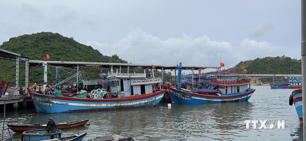 Ngư dân Bình Định hối hả vươn khơi khai thác hải sản sau bão số 4