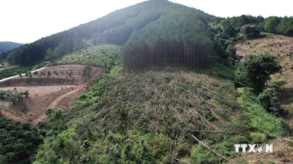 Lâm Đồng khẩn trương điều tra, xử lý vụ phá trắng rừng thông 20 năm tuổi