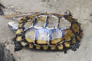 Phát hiện loài rùa núi viền tại Khu bảo tồn thiên nhiên Hòn Bà, Khánh Hòa