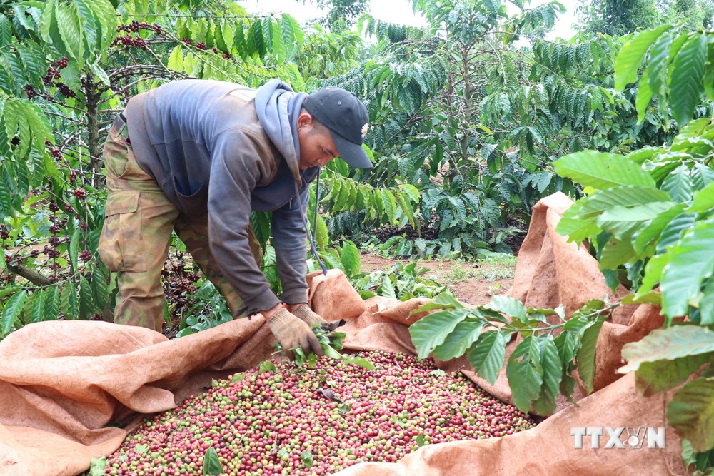 Nông dân Đắk Lắk chủ động thu hoạch cà phê thích ứng với tình hình thiên tai