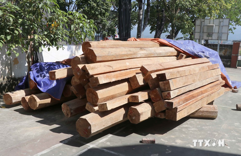 Kiểm lâm Điện Biên phát hiện vụ tàng trữ trái phép hơn 26m3 gỗ tại xã Phu Luông