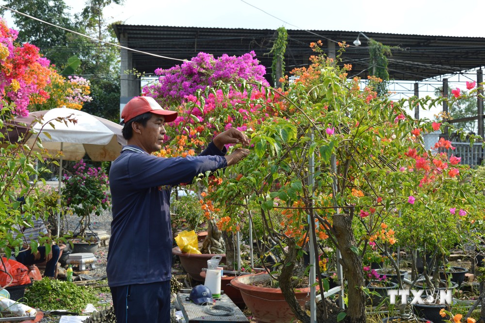 Anh Võ Thành Hiệp ở ấp Tân Thuận A chăm sóc hoa giấy. Ảnh: Nhựt An - TTXVN