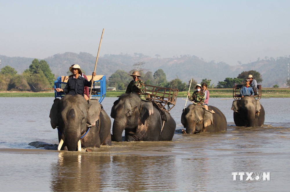Sẽ không còn việc du khách cưỡi voi trên hồ Lắk sau khi Đắk Lắk triển khai Dự án "Hỗ trợ việc thực hiện chuyển đổi Mô hình du lịch cưỡi voi sang Mô hình du lịch thân thiện với voi trên địa bàn tỉnh”. Ảnh: Dương Giang - TTXVN