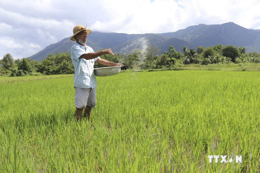 Sản xuất nông nghiệp theo chuỗi liên kết ở Ninh Thuận