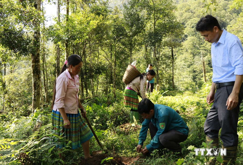 Năm 2022, Yên Bái trồng mới được hơn 15.700 ha rừng
