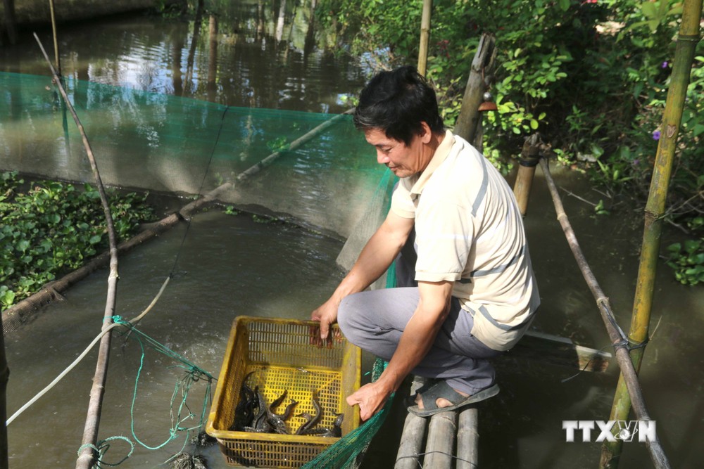 Mô hình nuôi cá chạch lấu của ông Huỳnh Văn Ba, xã Đại Phước, huyện Càng Long. Ảnh: Thanh Hòa- TTXVN