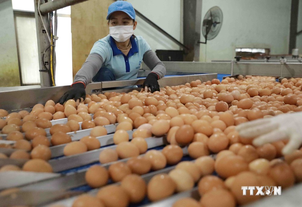 Dây chuyền sơ chế trứng gà của Nhà máy xử lý trứng Hoà Phát ở Đồng Lương, huyện Cẩm Khê, tỉnh Phú Thọ. Ảnh: Vũ Sinh - TTXVN