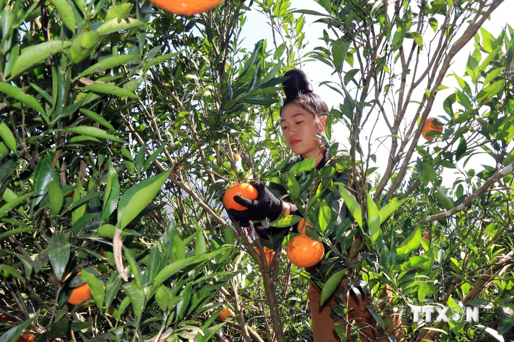Người dân tại bản Nà Mòn, xã Mường Và, huyện Sốp Cộp (Sơn La) thu hoạch cam. Ảnh: Hữu Quyết - TTXVN