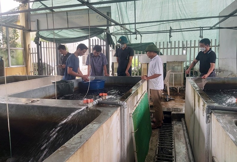 Giá trị kinh tế cao từ mô hình nuôi ghép cá trắm cỏ ở Hưng Yên