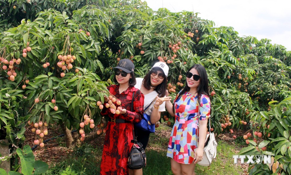 “Du lịch mùa quả ngọt” - điểm nhấn du lịch Bắc Giang dịp cuối năm