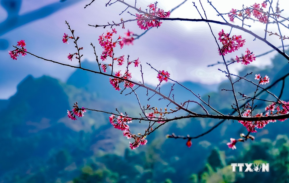 Lần đầu tiên Lễ hội hoa Tớ Dày được tổ chức ở vùng cao Mù Cang Chải, Yên Bái