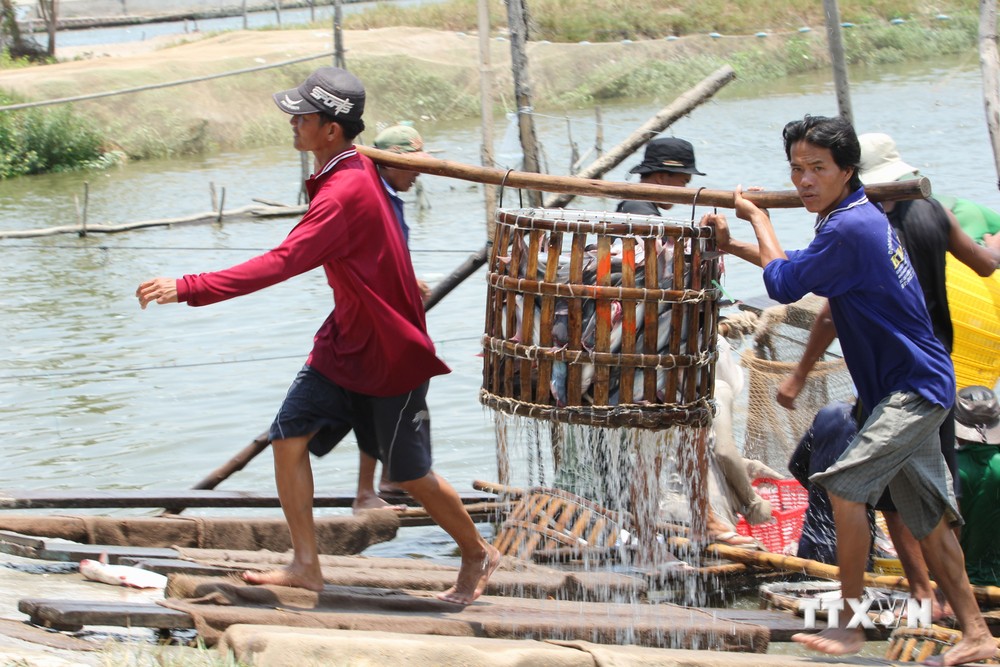 Đồng Tháp đưa sản phẩm cá tra vươn xa