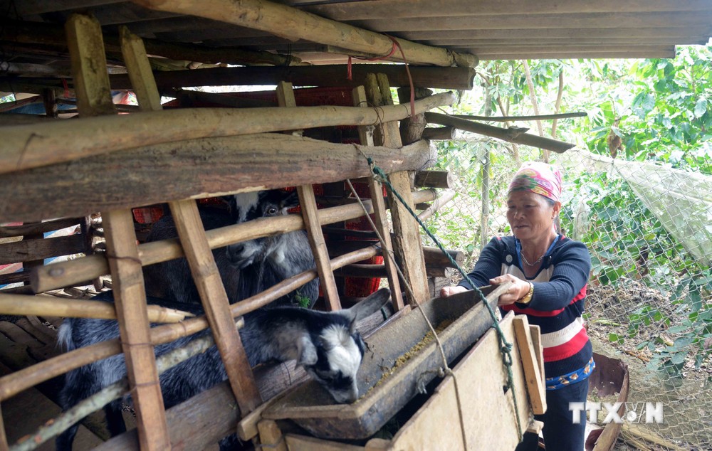 Vùng cao Sơn La chủ động phòng, chống đói, rét cho đàn gia súc 