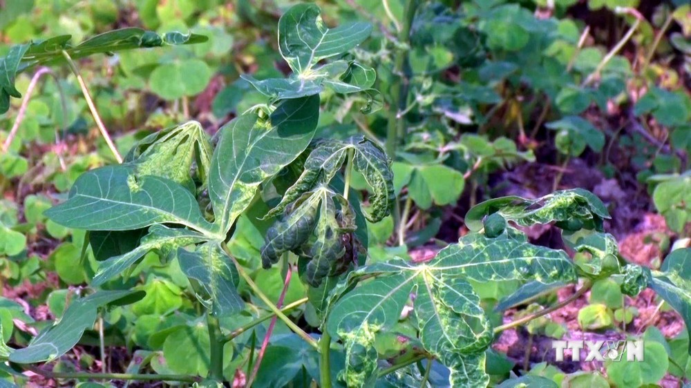 Cây sắn phát triển lên trên mặt đất khoảng 15- 20 cm khi bị nhiễm bệnh khảm lá khiến lá bị xoắn, cây còi cọc, phát triển chậm, cho năng suất thấp. Ảnh: Tá Chuyên - TTXVN