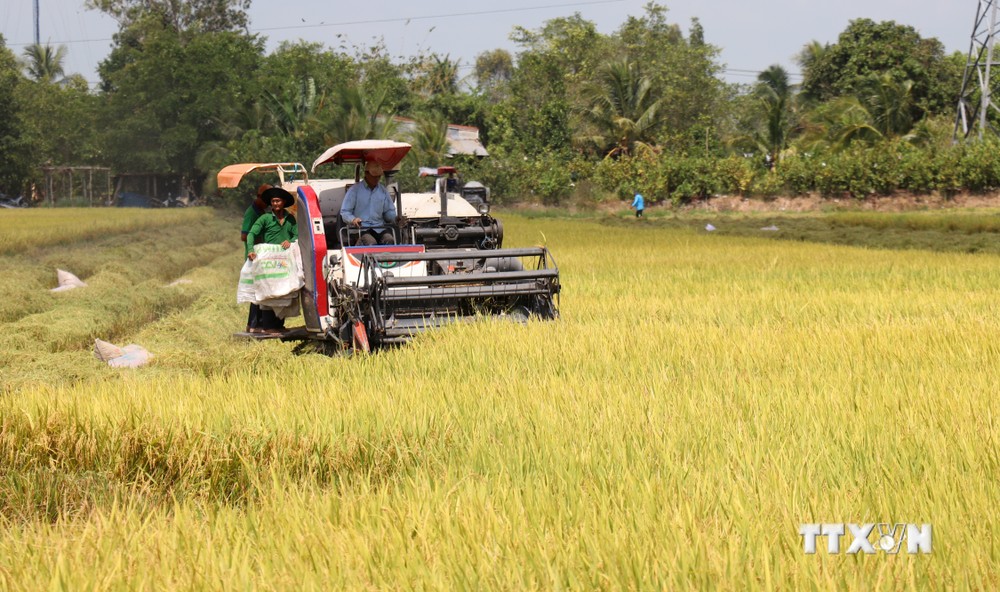 Kiên Giang chuyển đổi hơn 4.480 ha cây trồng trên đất lúa kém hiệu quả