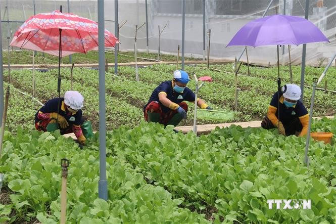 Hợp tác xã nông nghiệp – thủy sản tại Tiền Giang đổi mới hoạt động hiệu quả
