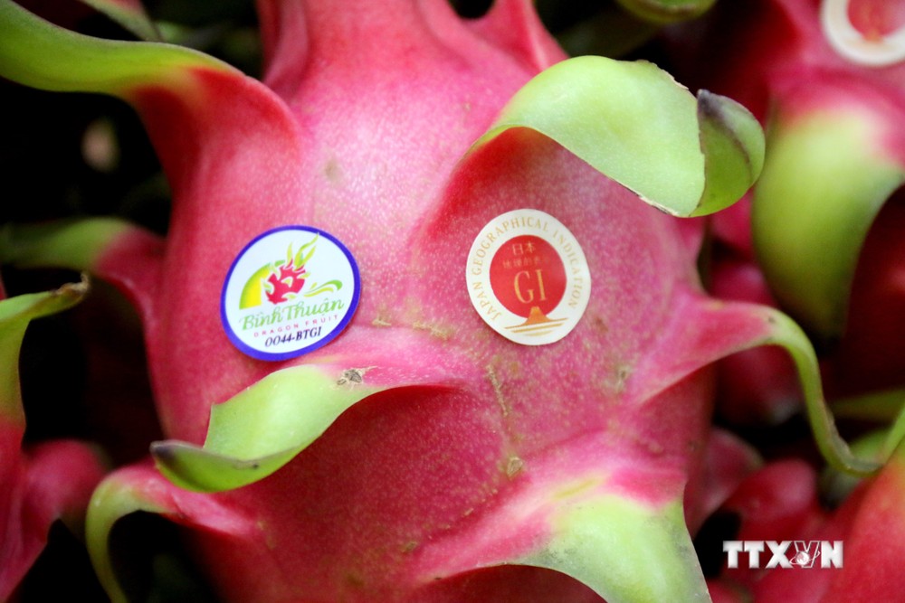 Bình Thuận cấp mã số vùng trồng cho các loại cây ăn quả chủ lực