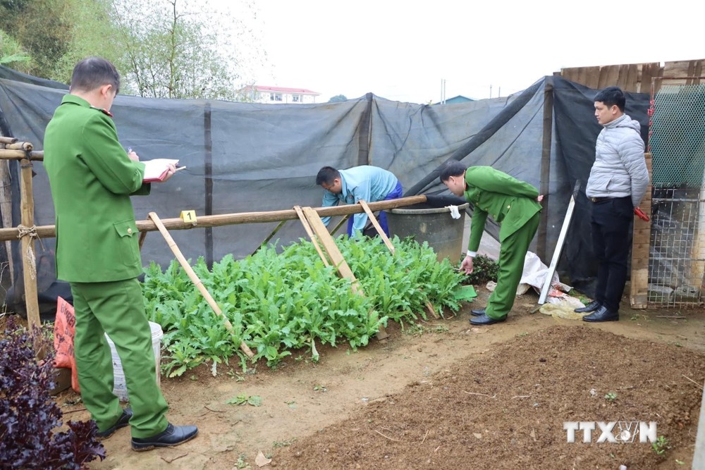 Công an Lai Châu tạm giữ đối tượng trồng trái phép gần 1.350 cây thuốc phiện