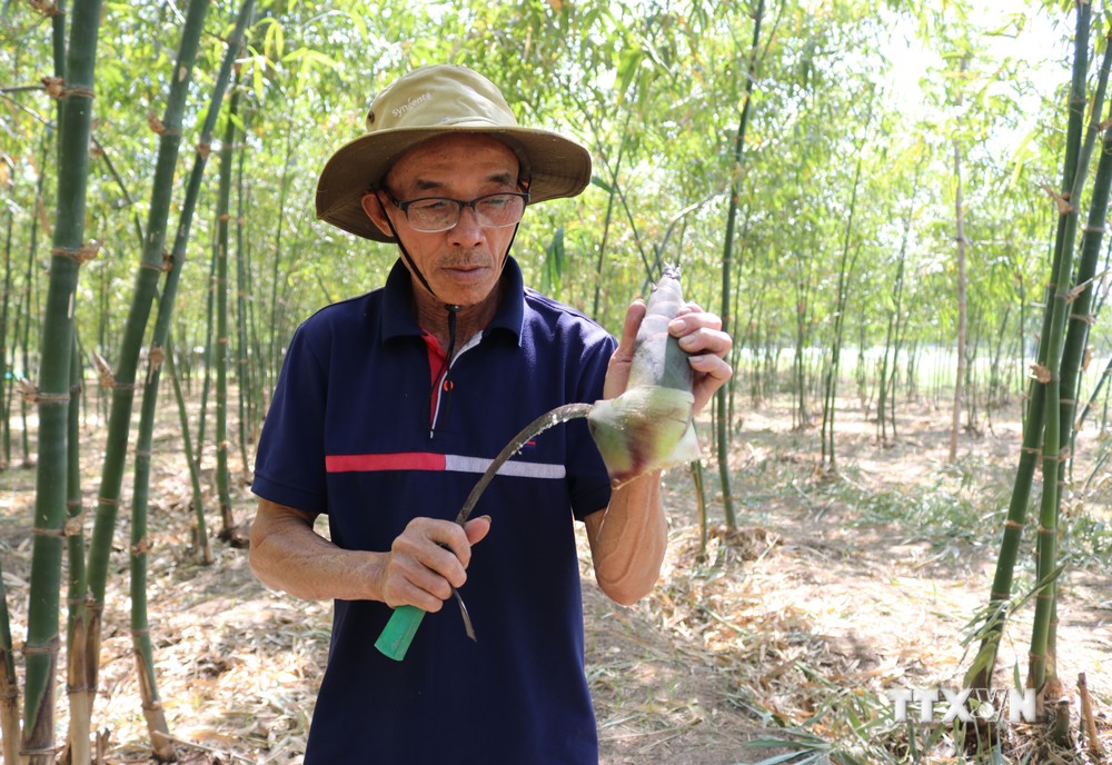 Ninh Thuận: Hướng đi mới trồng tre tứ quý tại huyện Ninh Sơn