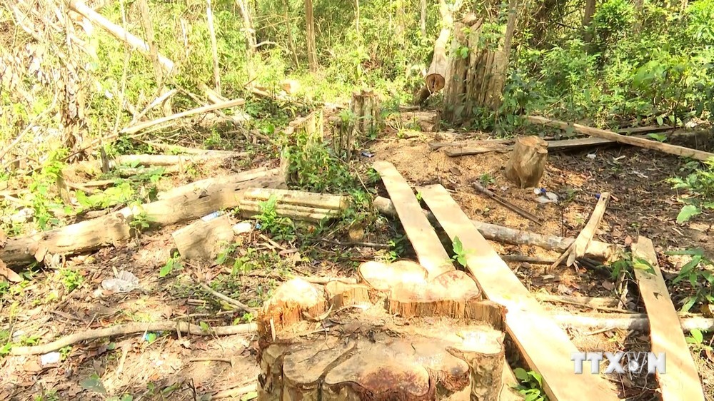 Khởi tố vụ án chặt hạ gần 150 cây rừng tại Gia Lai