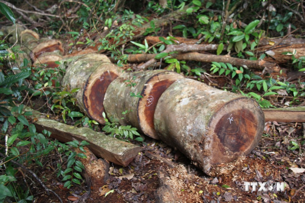 Điều tra, làm rõ động cơ của các đối tượng chặt hạ rừng tại huyện Kbang, Gia Lai