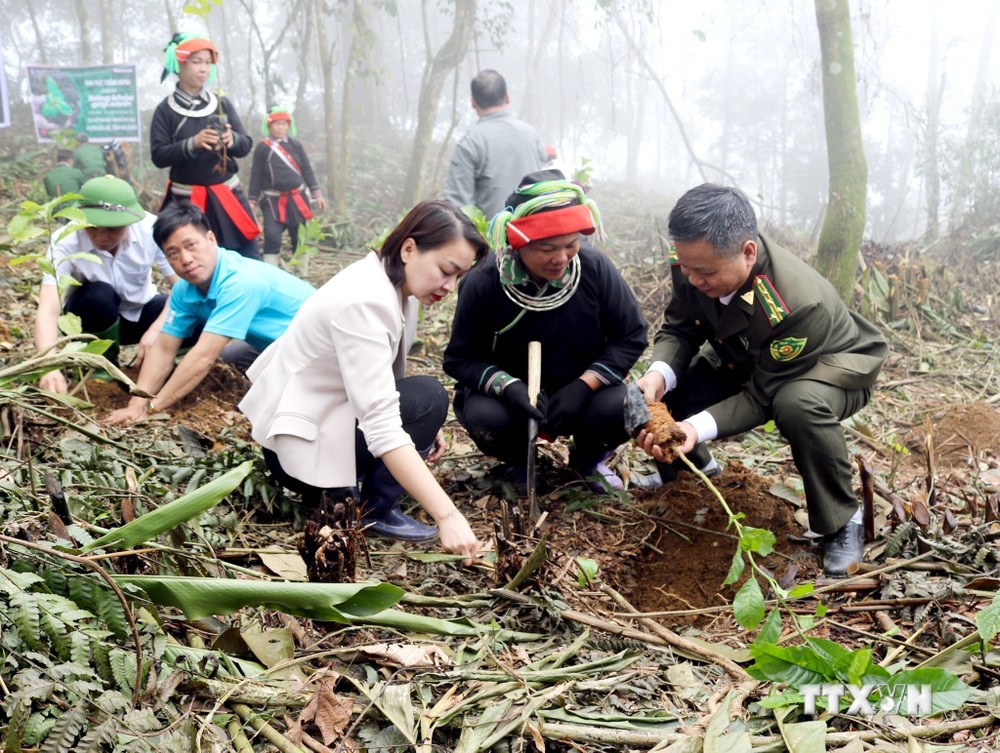 Ngày Quốc tế về rừng: Rừng khỏe mạnh để con người khỏe mạnh