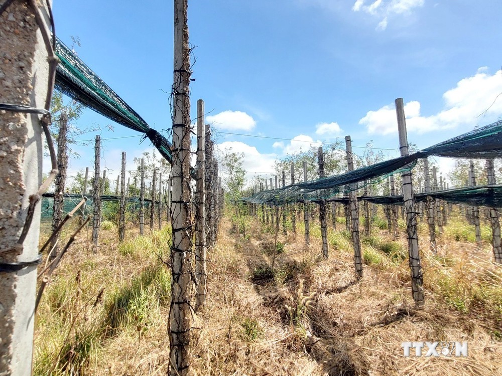 Gia Lai: Nguy cơ cháy lan từ các vườn hồ tiêu bị chết, bỏ hoang