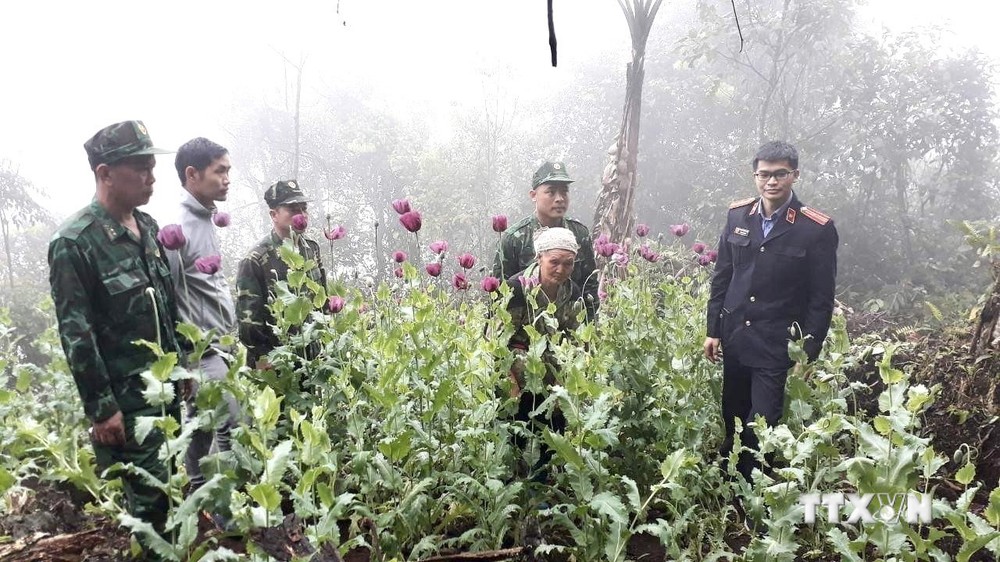 Cao Bằng: Khởi tố vụ án trồng 600 cây thuốc phiện