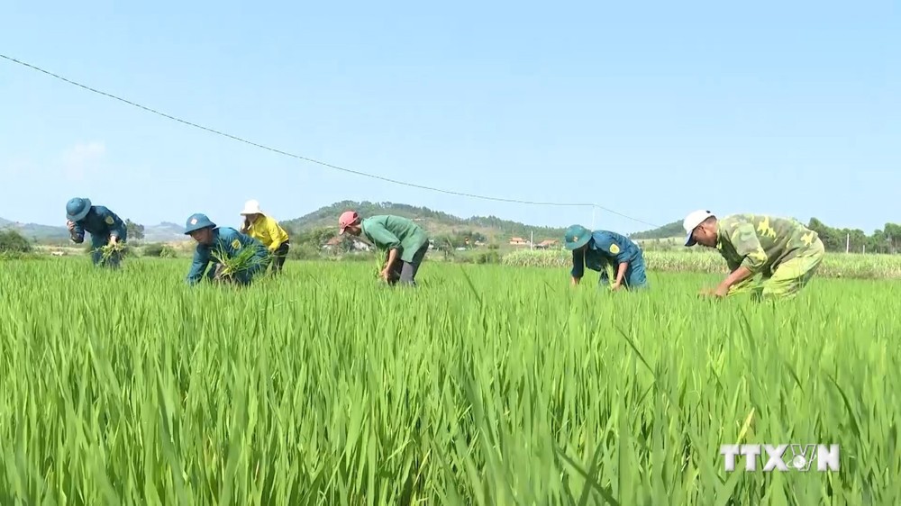 Phát huy vai trò lực lượng dân quân tự vệ trong xây dựng nông thôn mới ở huyện K’Bang