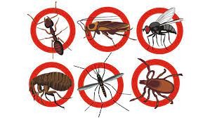 Xử lý nghiêm việc sử dụng chế phẩm diệt côn trùng y tế trong sản xuất nông nghiệp