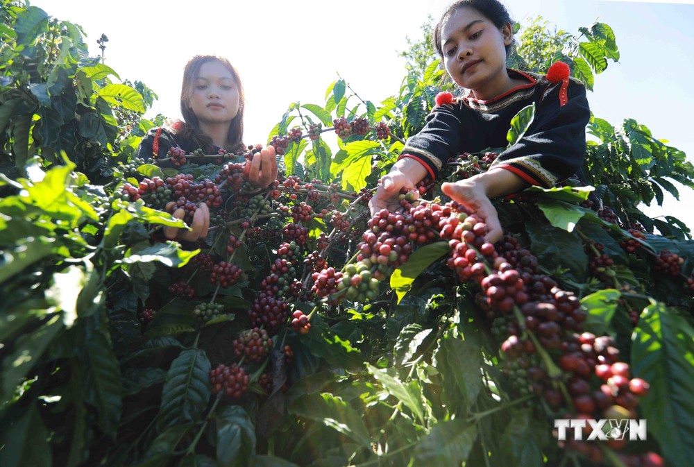 Nâng tầm giá trị cà phê Việt (Bài 2)