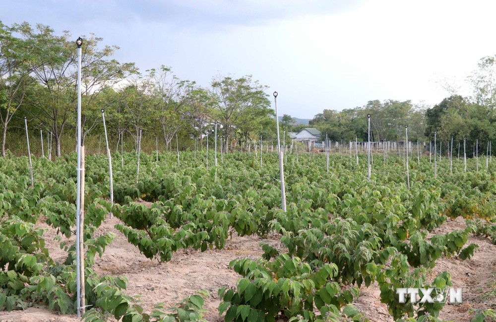 Quảng Trị mở rộng diện tích trồng gắn với chế biến cây dược liệu