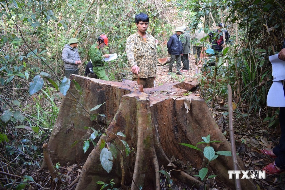 Liên quan đến vụ phá rừng tại hai huyện Kbang, Kông Chro: Kỷ luật nhiều nhân viên quản lý, bảo vệ rừng