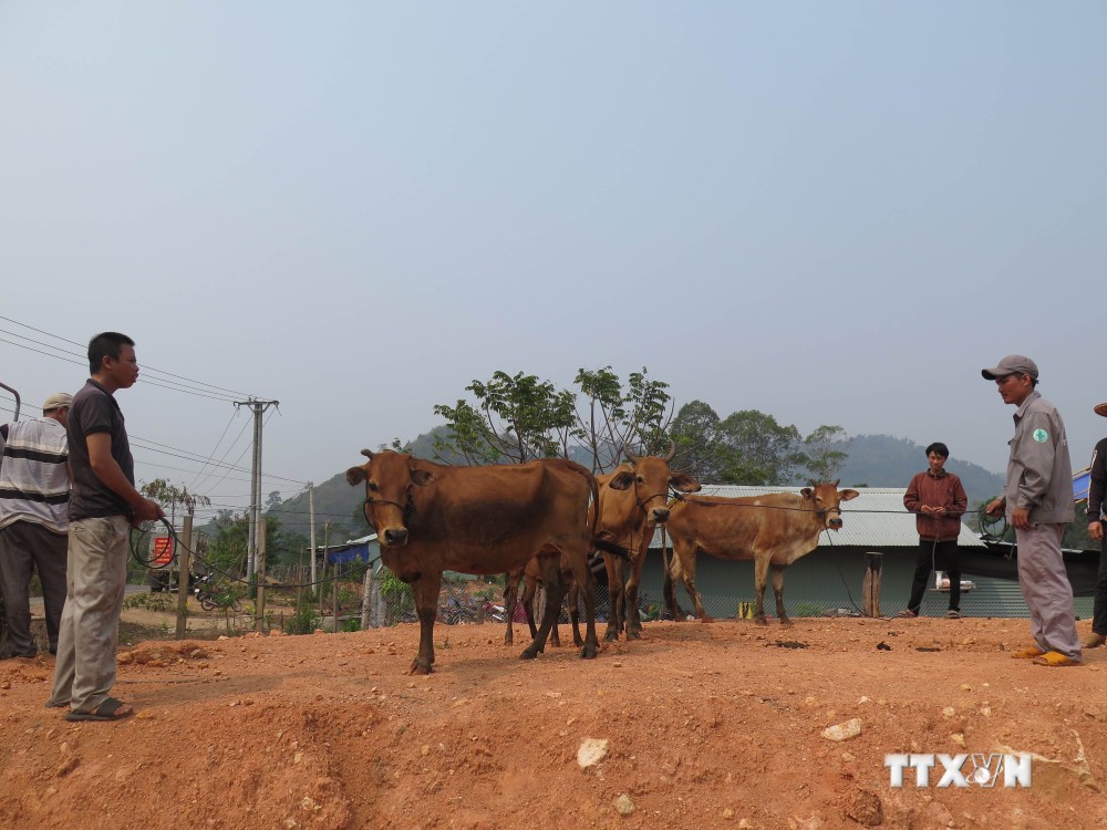 Kon Tum hỗ trợ cho các hộ dân ở vùng biên phát triển kinh tế
