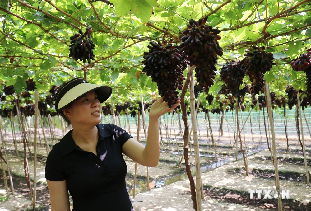 Ninh Thuận tăng giá trị sản xuất từ nông nghiệp ứng dụng công nghệ cao