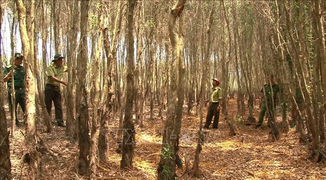Đồng Tháp: Hai khu vực có nguy cơ cháy rừng ở mức cấp cực kỳ nguy hiểm