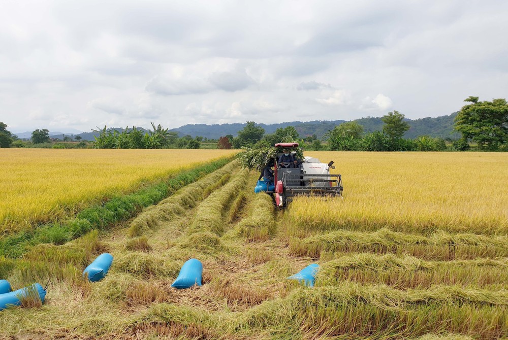  Vùng lúa lớn của Đắk Nông mất mùa do thời tiết bất lợi