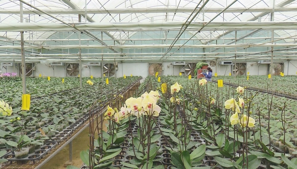 Nhà vườn của Công ty cổ phần Hoa nhiệt đới Mộc Châu, huyện Mộc Châu, tỉnh Sơn La chăm sóc cây hoa theo quy trình ứng dụng công nghệ cao. Ảnh: TTXVN phát