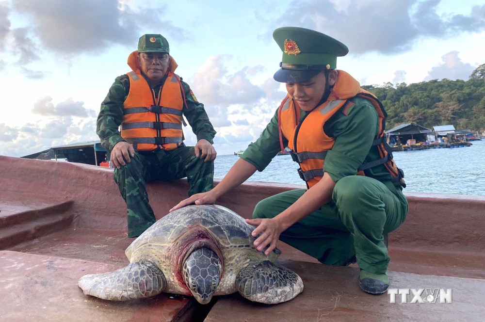 Kiên Giang: Vận động ngư dân thả cá thể rùa biển khoảng 80 kg về lại đại dương