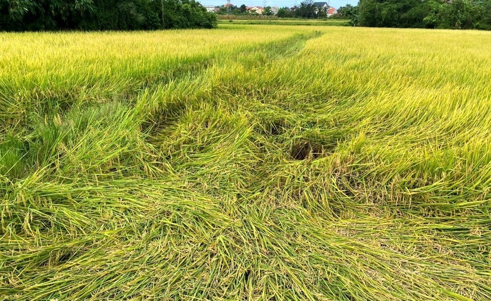 Mưa dông, lốc xoáy khiến nhiều diện tích lúa Đông Xuân sắp thu hoạch bị ngã, hư hại tại Quảng Bình