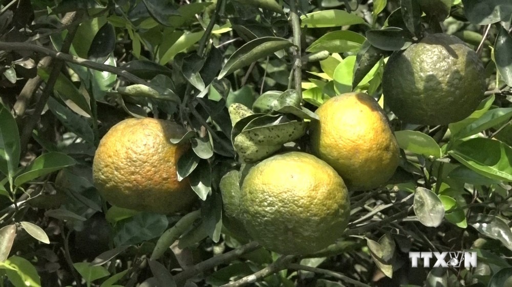 Nhà vườn ở Trà Vinh thất thu vì giá một số loại trái cây giảm mạnh