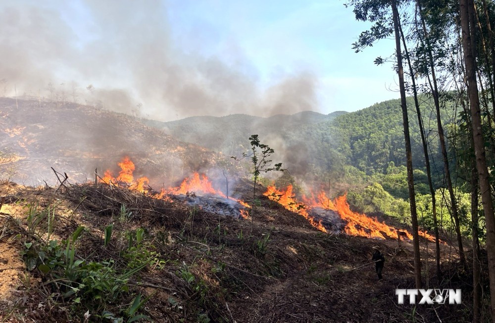 Thống kê ban đầu xác định, vụ cháy xảy ra trên diện tích khoảng 18 ha, trong đó diện tích có rừng trồng từ năm 2016 khoảng 6 ha, diện tích rừng trồng đã khai thác khoảng 12 ha. Ảnh: TTXVN phát