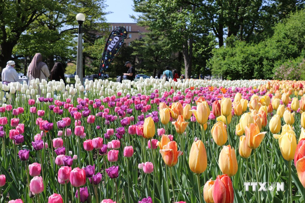 Lễ hội hoa tulip Canada - Biểu tượng của tình hữu nghị và hòa bình quốc tế