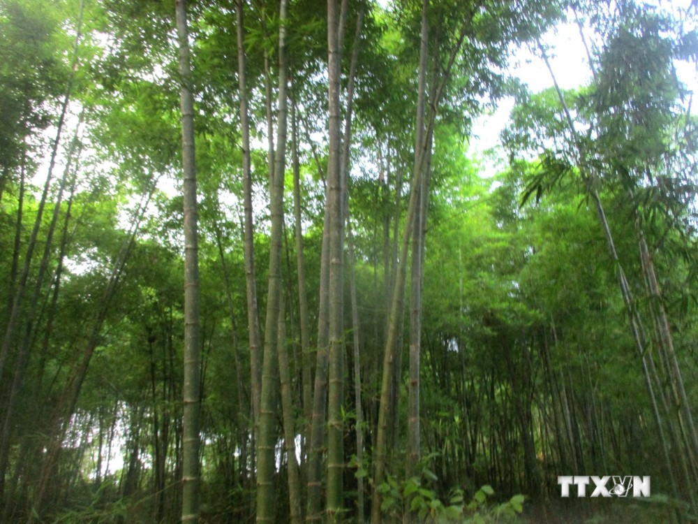 Thanh Hóa: Phục tráng, phát triển rừng luồng theo hướng thâm canh bền vững