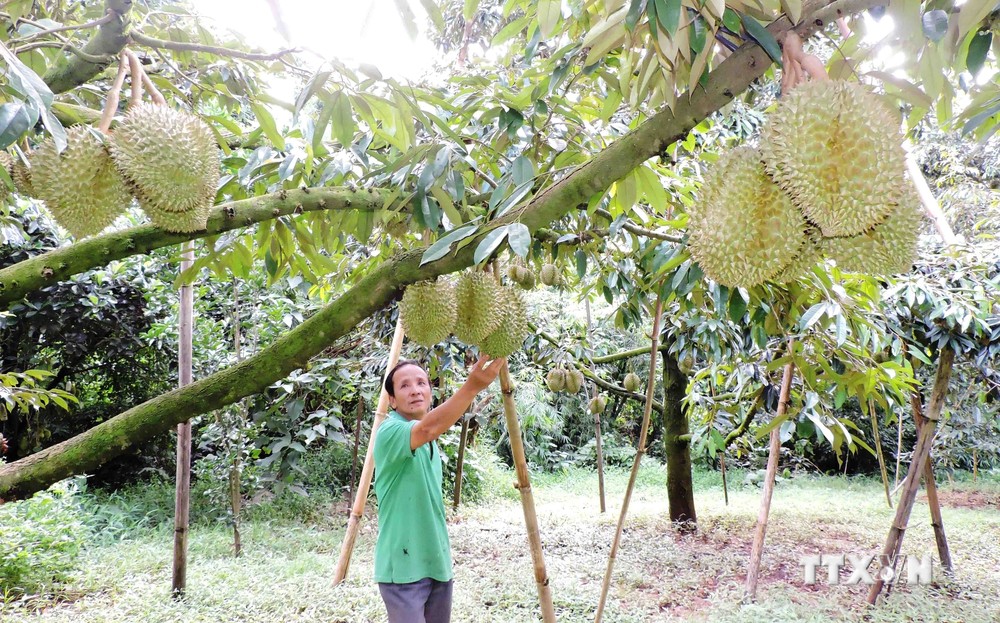 Kon Tum định hình phát triển cây ăn quả