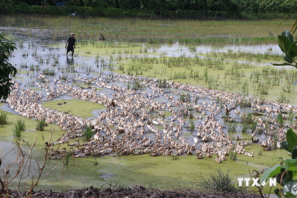 Nuôi vịt chạy đồng lấy trứng ở huyện Thanh Bình. Ảnh: Nguyễn Văn Trí - TTXVN