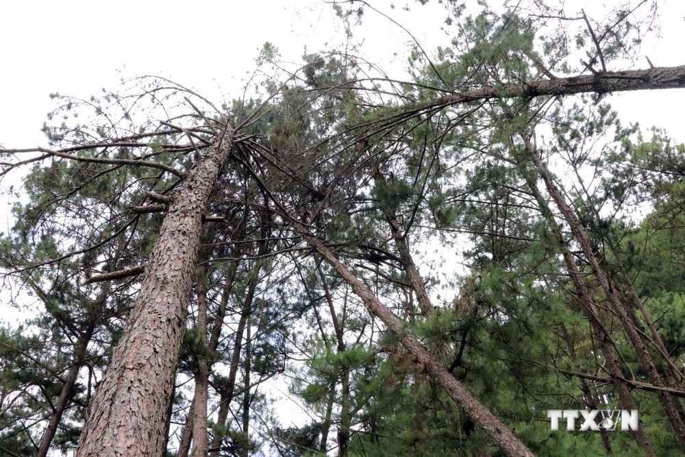 Lâm Đồng: Gần trăm cây thông già bị đầu độc