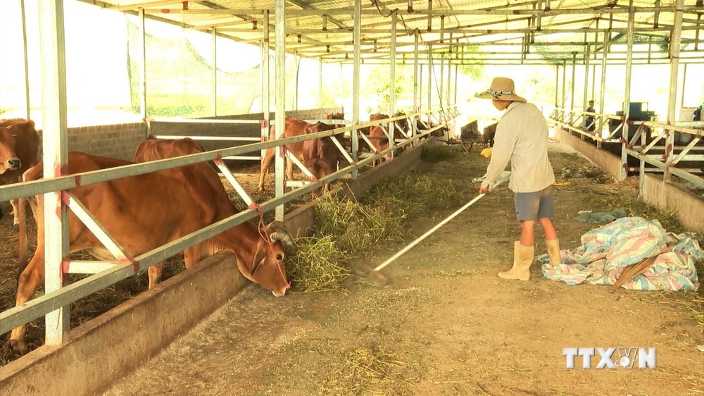 Lai Châu: Nhân rộng mô hình chăn nuôi đại gia súc với quy mô lớn