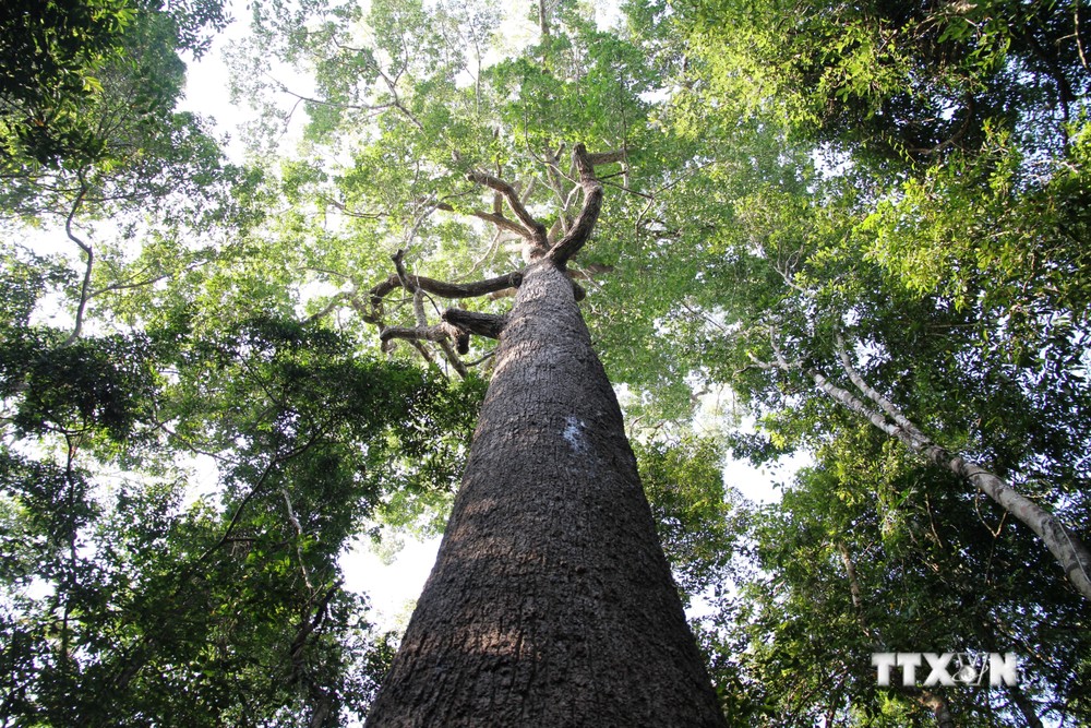Cây Vên Vên trên 100 năm tuổi trong Vườn quốc gia Lò Gò - Xa Mát đã được công nhận là cây di sản Việt Nam. Ảnh: Lê Đức Hoảnh-TTXVN